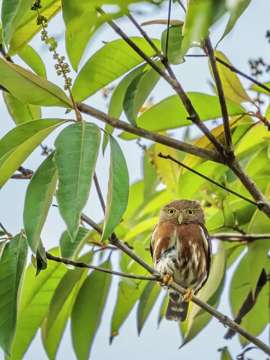 Framed Print : Central American Pygmy Owl (Glaucidium griseiceps), Boca Tapada, Alajuela, Costa Rica Framed Print : Central American Pygmy Owl (Glaucidium griseiceps), Boca Tapada, Alajuela, Costa Rica