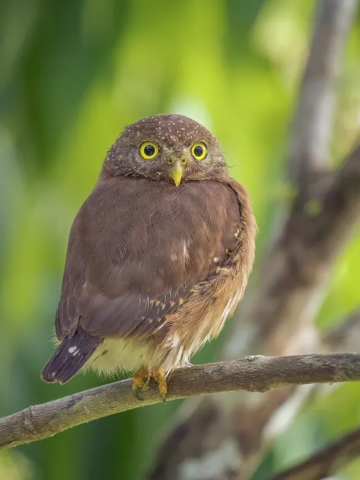 Framed Print : Central American Pygmy Owl (Glaucidium griseiceps), Boca Tapada, Alajuela Province, Costa Rica Framed Print : Central American Pygmy Owl (Glaucidium griseiceps), Boca Tapada, Alajuela Province, Costa Rica