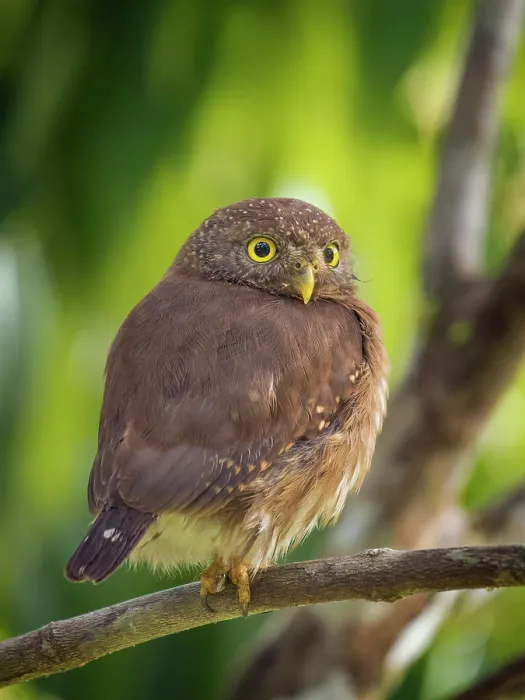 Framed Print : Central American Pygmy Owl (Glaucidium griseiceps), Boca Tapada, Alajuela Province, Costa Rica Framed Print : Central American Pygmy Owl (Glaucidium griseiceps), Boca Tapada, Alajuela Province, Costa Rica