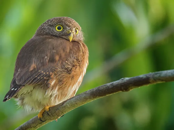 Framed Print : Central American Pygmy Owl (Glaucidium griseiceps), Boca Tapada, Alajuela Province, Costa Rica