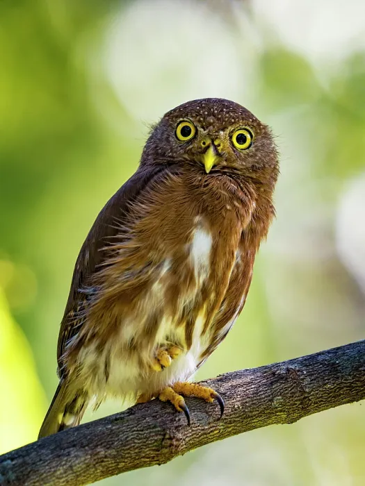 Framed Print : Central American Pygmy Owl (Glaucidium griseiceps), Boca Tapada, Alajuela Province, Costa Rica