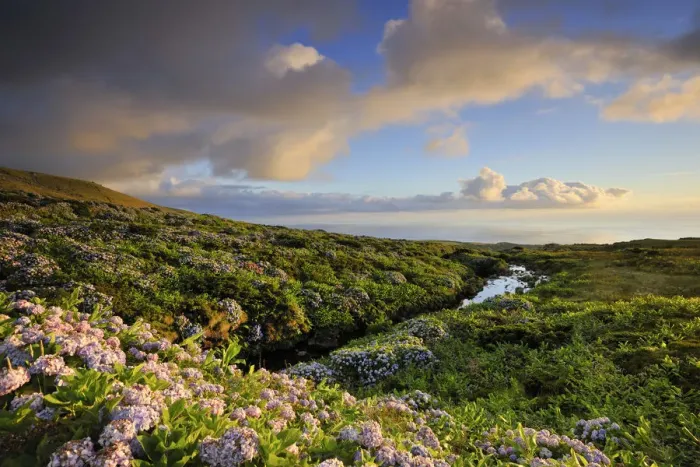 Framed Print : Central plateau with hydrangeas at dusk. Flores, Azores islands, Portugal Framed Print : Central plateau with hydrangeas at dusk. Flores, Azores islands, Portugal