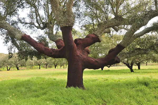 A century old cork tree in the Herdade de Monte Novo de Palma. Alentejo, Portugal