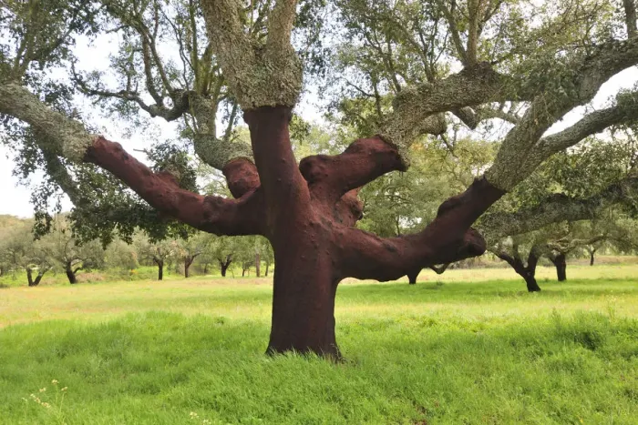 Framed Print : A century old cork tree in the Herdade de Monte Novo de Palma. Alentejo, Portugal Framed Print : A century old cork tree in the Herdade de Monte Novo de Palma. Alentejo, Portugal