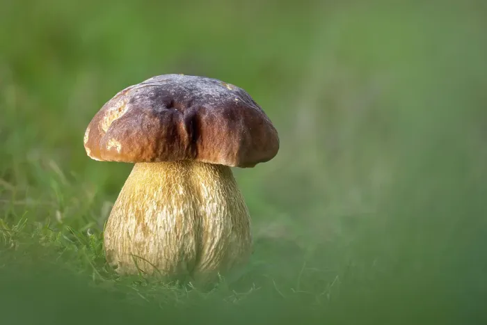 Framed Print : Cep or Penny Bun (Boletus edulis), New Forest National Park, Hampshire, England, UK, October 2021, Focus-stacked Framed Print : Cep or Penny Bun (Boletus edulis), New Forest National Park, Hampshire, England, UK, October 2021, Focus-stacked