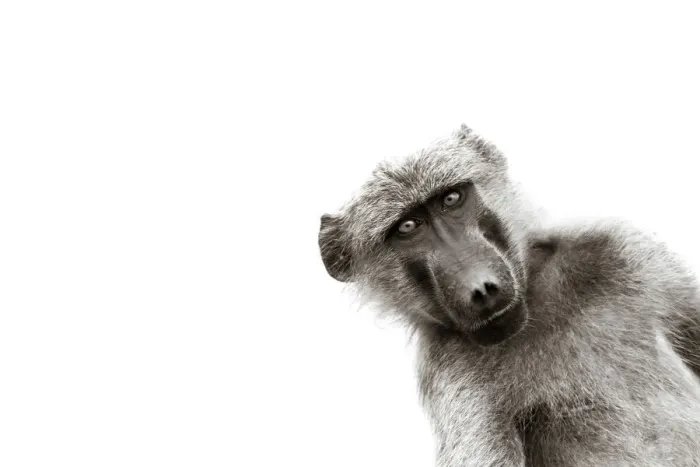 Framed Print : Chacma Baboon, Chobe River, Chobe National Park, Botswana Framed Print : Chacma Baboon, Chobe River, Chobe National Park, Botswana