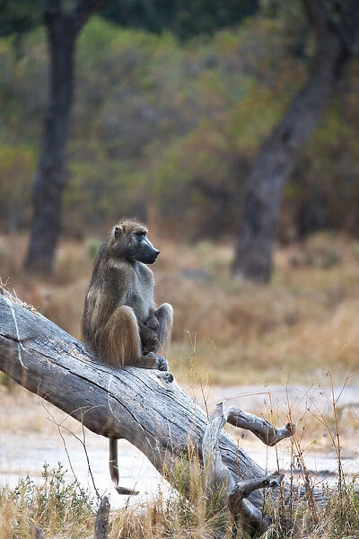 Chacma Baboon, Moremi Game Reserve, Botswana