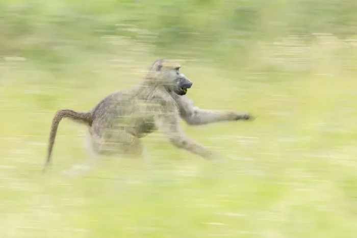 Framed Print : Chacma baboon (Papio ursinus), Savuti, Botswana, Africa (motion blur) Framed Print : Chacma baboon (Papio ursinus), Savuti, Botswana, Africa (motion blur)