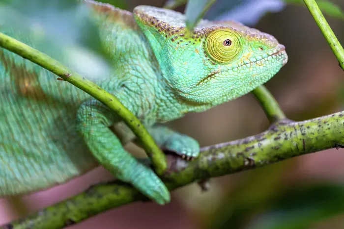 Framed Print : Chameleon on branch, camouflaged. Madagascar, Africa Framed Print : Chameleon on branch, camouflaged. Madagascar, Africa