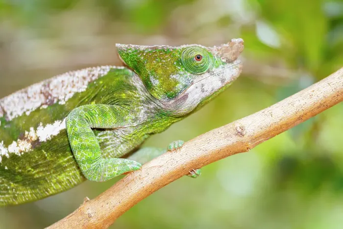 Framed Print : Chameleon on branch, Madagascar, Africa Framed Print : Chameleon on branch, Madagascar, Africa
