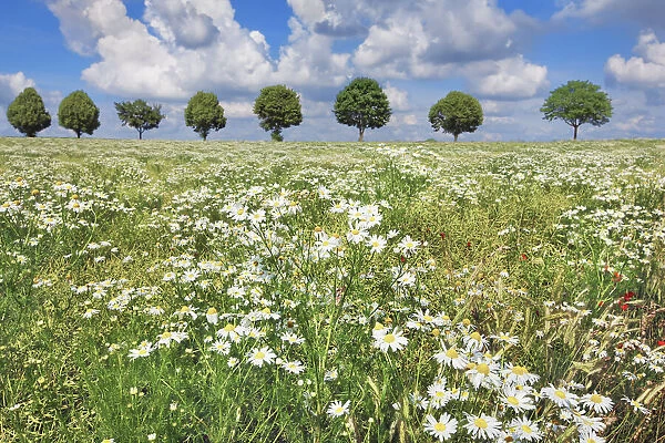 Chamomile in rape field with maple alley - Germany, Bavaria, Upper Bavaria, Freising