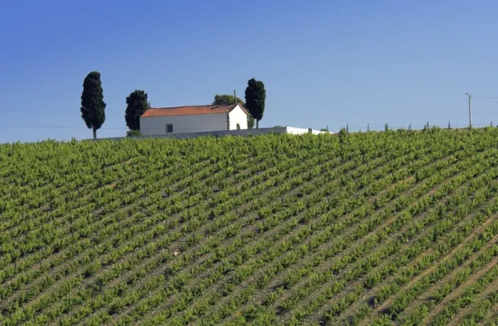 Framed Print : Chapel and vineyards Framed Print : Chapel and vineyards