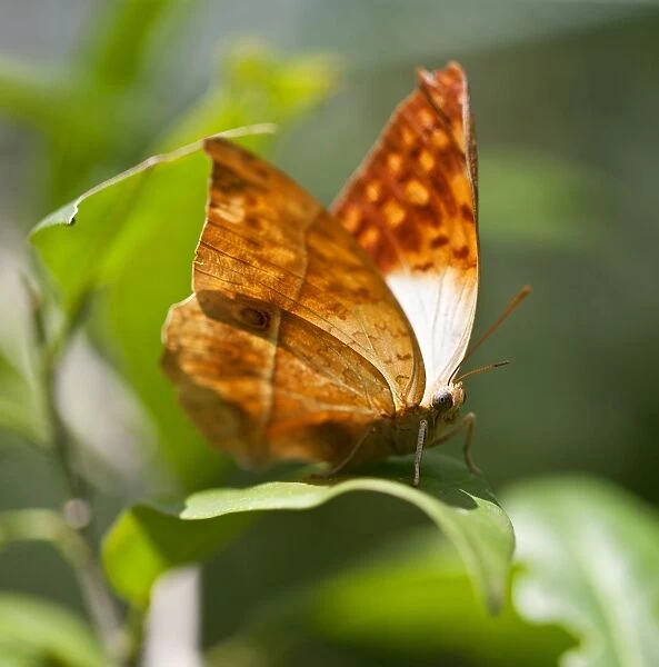 A Charaxes butterfly in the Amani Nature Reserve, a protected area of 8