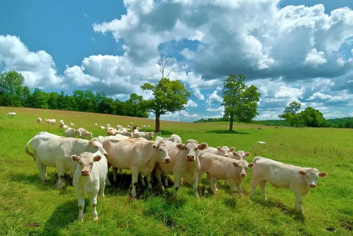 Framed Print : Charlois cattle in summer pasture near Orillia, Ontario, Canada Framed Print : Charlois cattle in summer pasture near Orillia, Ontario, Canada