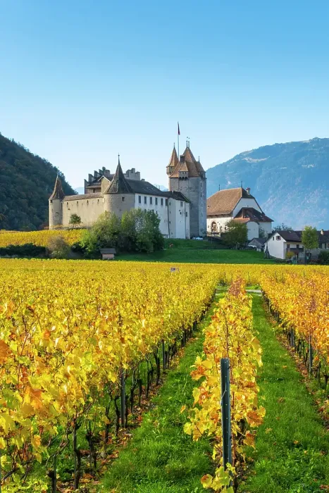 Framed Print : Chateau d'Aigle and vineyards, Aigle, Vaud, Switzerland Framed Print : Chateau d'Aigle and vineyards, Aigle, Vaud, Switzerland