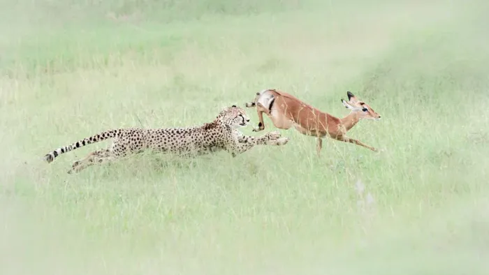 Framed Print : Cheetah (acinonyx jubatus) hunting an impala (Aepyceros melampus Framed Print : Cheetah (acinonyx jubatus) hunting an impala (Aepyceros melampus