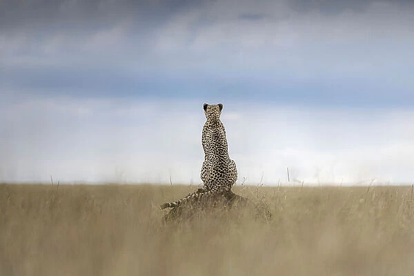 Cheetah (acinonyx jubatus) in the Maasaimara