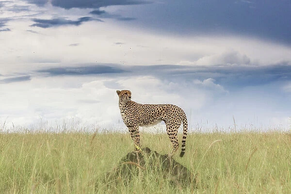 Cheetah (acinonyx jubatus) in the Maasaimara