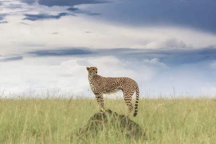 Framed Print : Cheetah (acinonyx jubatus) in the Maasaimara