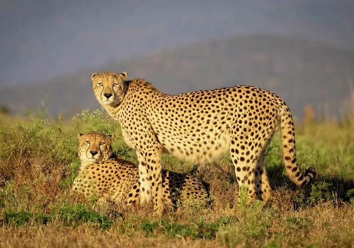 Framed Print : Cheetah bothers bathed in early morning sunlight, Zimanga Private Game Reserve, KwaZulu Natal, South Africa Framed Print : Cheetah bothers bathed in early morning sunlight, Zimanga Private Game Reserve, KwaZulu Natal, South Africa