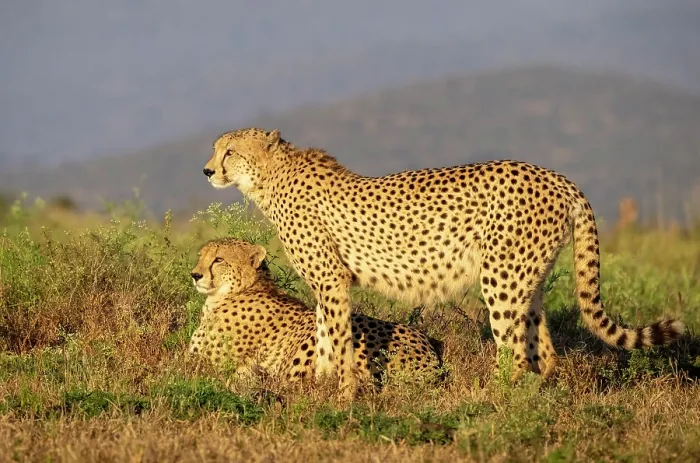 Framed Print : Cheetah brothers bathed in early morning sunlight, Zimanga Private Game Reserve, KwaZulu Natal, South Africa Framed Print : Cheetah brothers bathed in early morning sunlight, Zimanga Private Game Reserve, KwaZulu Natal, South Africa