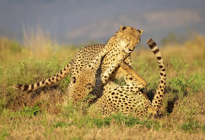 Framed Print : Cheetah brothers play fighting, Zimanga Private Game Reserve, KwaZulu Natal, South Africa Framed Print : Cheetah brothers play fighting, Zimanga Private Game Reserve, KwaZulu Natal, South Africa