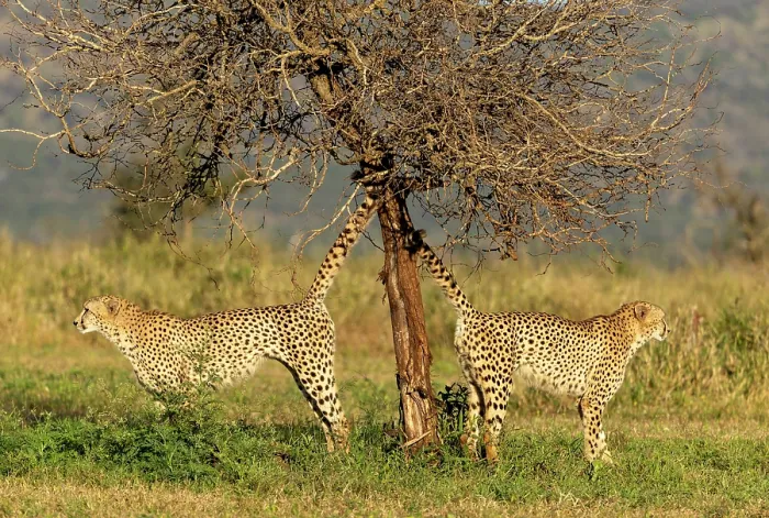Framed Print : Cheetah brothers spraying tree to mark their territory, Zimanga Private Game Reserve, KwaZulu Natal, South Africa