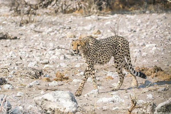 Cheetah in the bush. Etosha National Park, Oshikoto region, Namibia