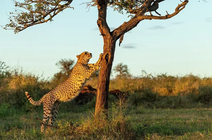 Framed Print : Cheetah clawing a tree trunk, Zimanga Private Game Reserve, KwaZulu Natal, South Africa