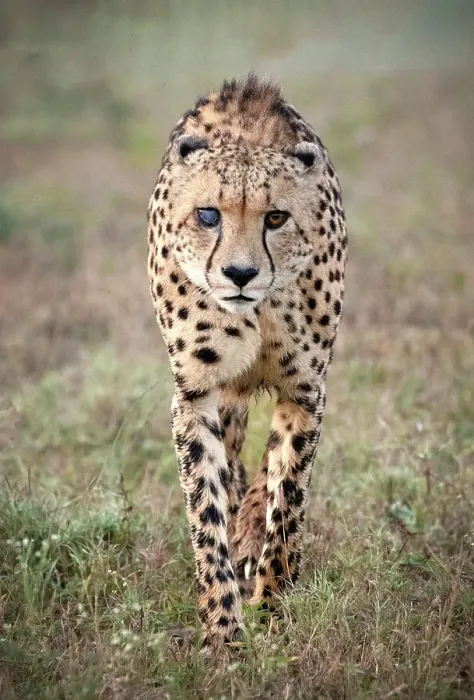 Framed Print : Cheetah with cloudy eye caused by injury, Zimanga Private Game Reserve, Natal, South Africa Framed Print : Cheetah with cloudy eye caused by injury, Zimanga Private Game Reserve, Natal, South Africa