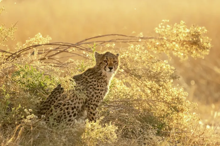 Framed Print : Cheetah cub in golden light, Moremi Game Reserve, Okavango Delta, Botswana