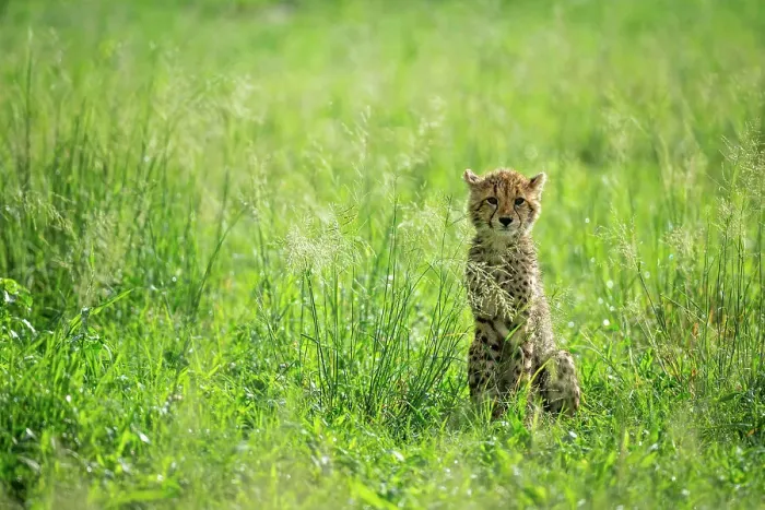 Framed Print : Cheetah Cub, Okavango Delta, Botswana Framed Print : Cheetah Cub, Okavango Delta, Botswana