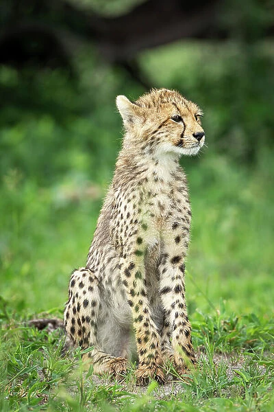 Cheetah Cub, Okavango Delta, Botswana