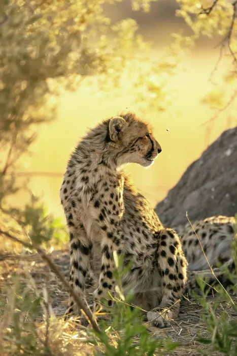 Framed Print : Cheetah cub portrait, Moremi Game Reserve, Okavango Delta, Botswana Framed Print : Cheetah cub portrait, Moremi Game Reserve, Okavango Delta, Botswana