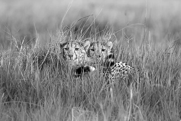 Cheetah cubs in grass, Okavango Delta, Moremi Game Reserve, Botswana