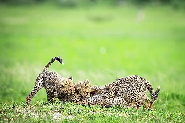 Cheetah Cubs, Okavango Delta, Botswana