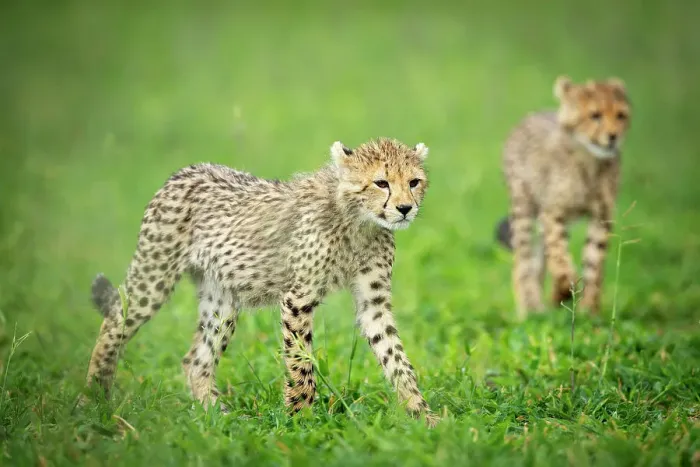 Framed Print : Cheetah Cubs, Okavango Delta, Botswana Framed Print : Cheetah Cubs, Okavango Delta, Botswana