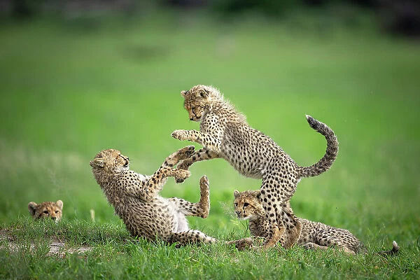 Cheetah Cubs playing, Okavango Delta, Botswana
