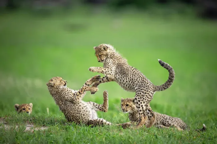 Framed Print : Cheetah Cubs playing, Okavango Delta, Botswana Framed Print : Cheetah Cubs playing, Okavango Delta, Botswana