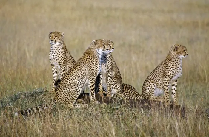 Framed Print : A cheetah family on the grassy plains of Masai Mara National Reserve. Cheetah cubs may stay with their mother for up to Framed Print : A cheetah family on the grassy plains of Masai Mara National Reserve. Cheetah cubs may stay with their mother for up to