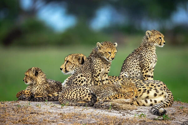 Cheetah family, Okavango Delta, Botswana