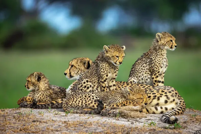Framed Print : Cheetah family, Okavango Delta, Botswana
