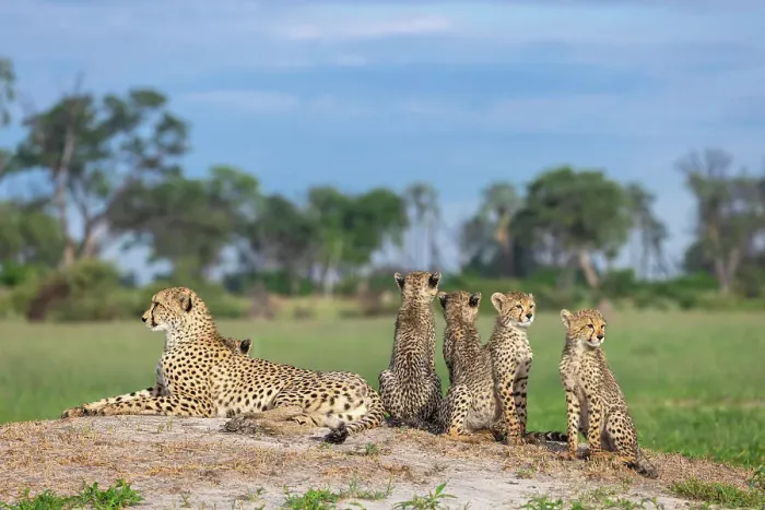 Framed Print : Cheetah family, Okavango Delta, Botswana Framed Print : Cheetah family, Okavango Delta, Botswana