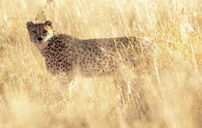 Framed Print : Cheetah in grass, Okonjima Nature Reserve, Namibia Framed Print : Cheetah in grass, Okonjima Nature Reserve, Namibia