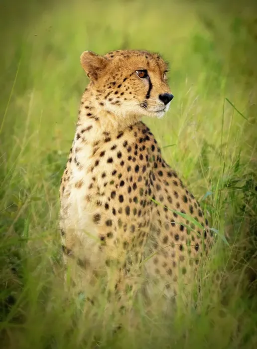 Framed Print : Cheetah in grass, Zimanga Private Game Reserve, Natal, South Africa