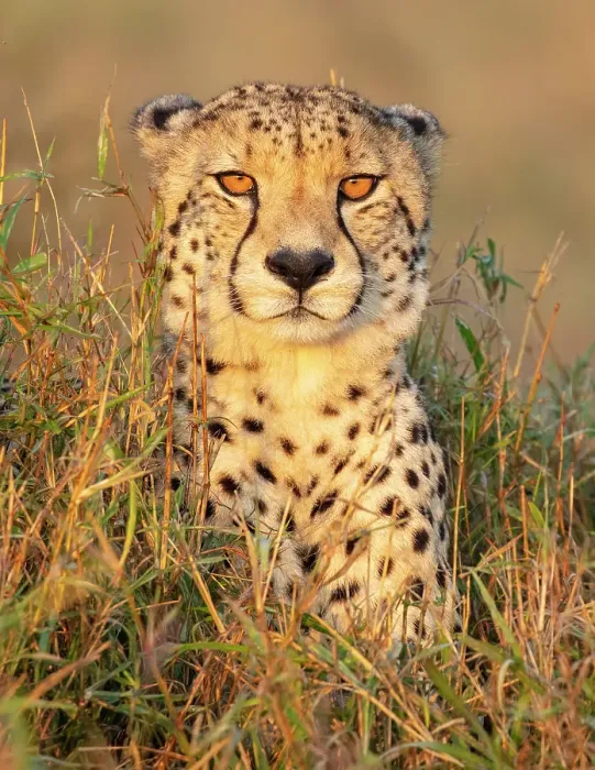Framed Print : Cheetah in grass, Zimanga Private Game Reserve, Natal, South Africa Framed Print : Cheetah in grass, Zimanga Private Game Reserve, Natal, South Africa