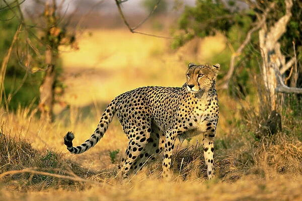 Cheetah, Hwange National Park, Zimbabwe