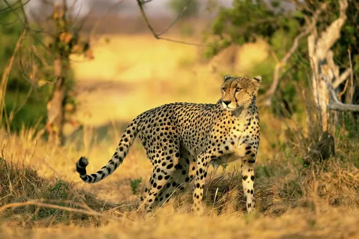 Framed Print : Cheetah, Hwange National Park, Zimbabwe
