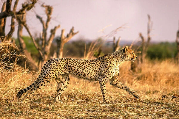 Cheetah, Hwange National Park, Zimbabwe
