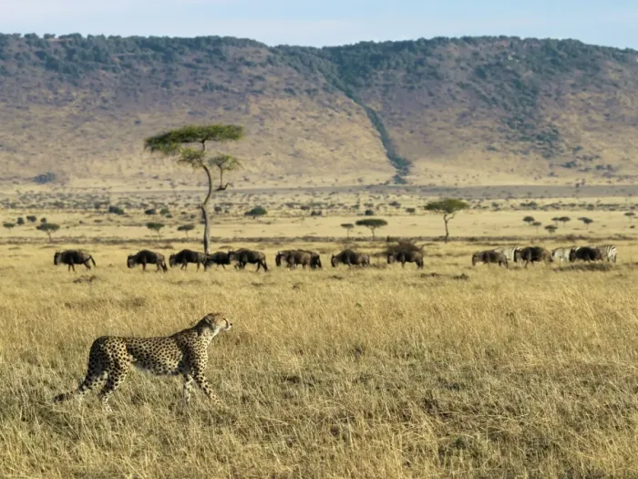 Framed Print : A cheetah ignores a line of wildebeest and zebra in Framed Print : A cheetah ignores a line of wildebeest and zebra in